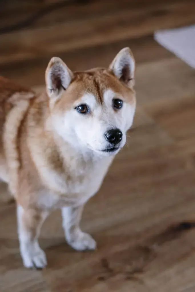Shiba inu standing on hardwood floor.