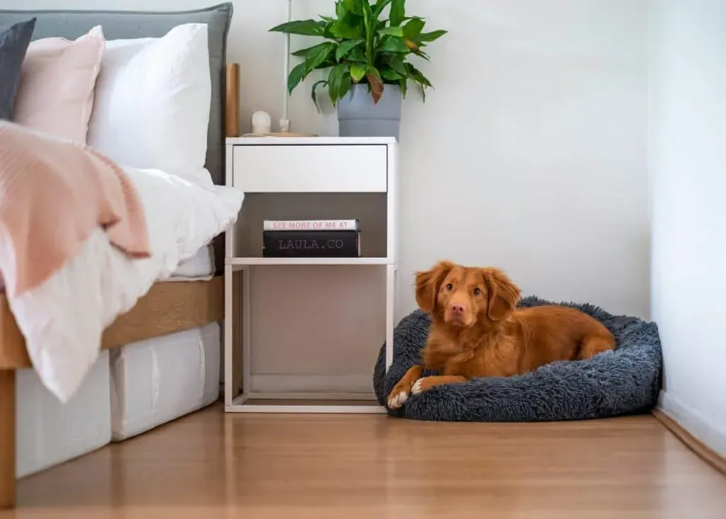 Dog in a dog bed on vinyl flooring in a bedroom.
